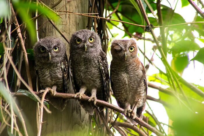 Three owls perched on a branch in dense foliage, illustrating odd and funny names for groups of animals.