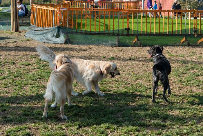 Three dogs playing in a fenced dog park highlighting common downsides of having dogs as pets.