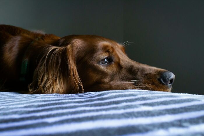 Sad brown dog lying on a bed, reflecting the downsides of having a dog as a pet despite internet love for dogs.
