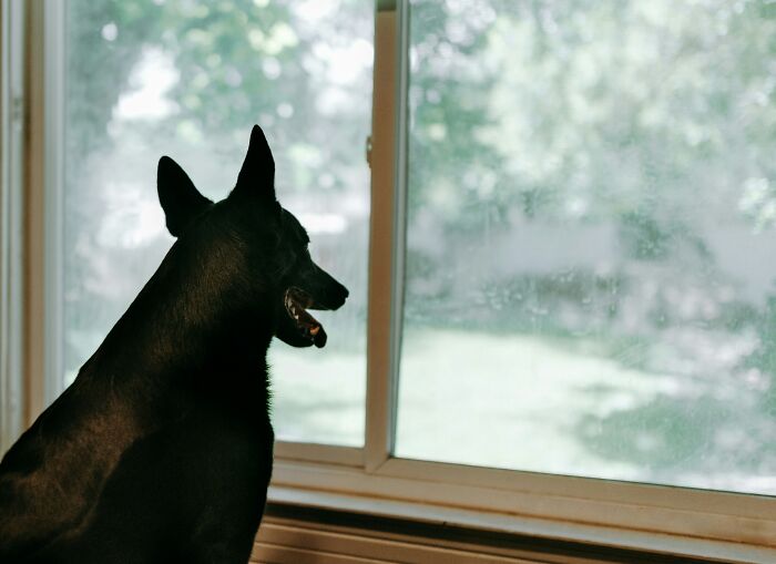 Black dog looking out a window in a quiet room, evoking a sense of suspense in terrifying true stories.