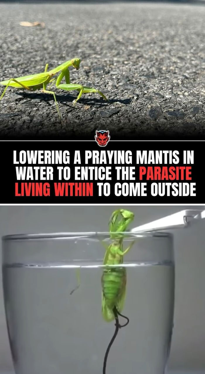 Praying mantis submerged to lure parasite inside out, a creepy fact from unsettling insect behavior to deprive sleep.