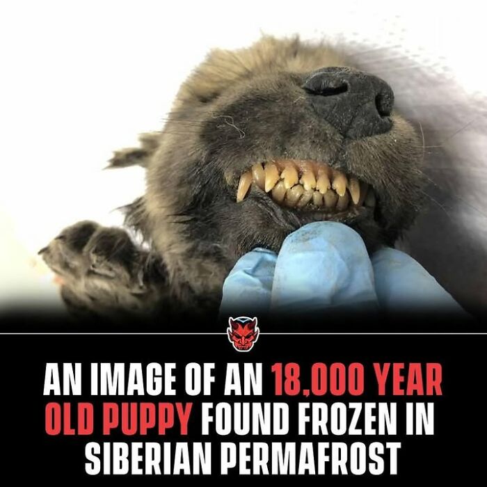 Close-up of an 18,000-year-old frozen puppy with exposed teeth found in Siberian permafrost, a random creepy fact image.