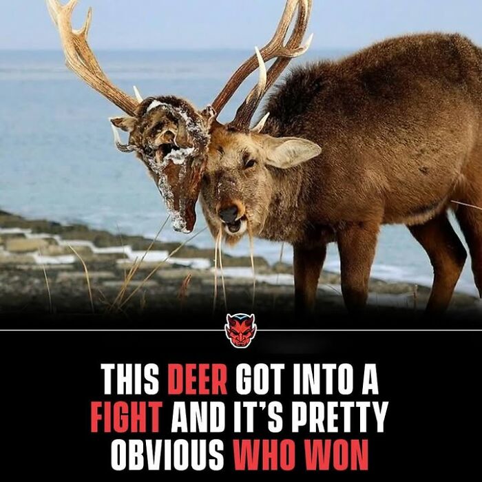 Two deer in a fight with a creepy and disturbing appearance, fitting creepy facts with unsettling nature imagery.