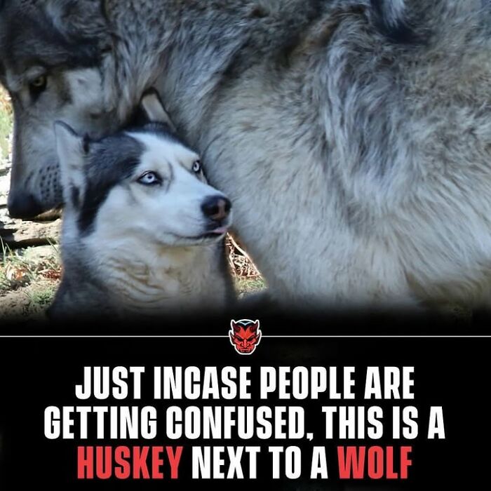 Close-up of a husky next to a wolf, illustrating creepy facts about animal similarities and differences.