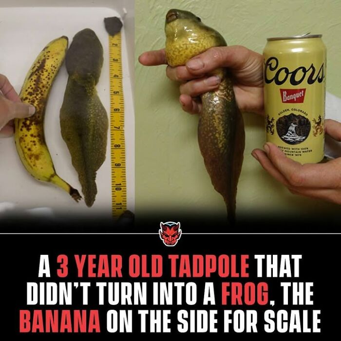 A 3-year-old tadpole compared to a banana and a can, showing creepy facts about unusual animal growth.