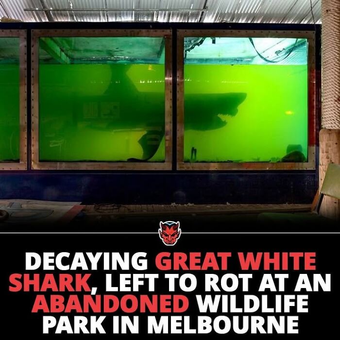 Decaying great white shark in a tank at an abandoned wildlife park in Melbourne creepy facts and pictures.