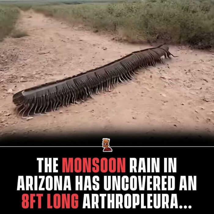 Massive 8ft long arthropleura uncovered in Arizona monsoon rain, a creepy fact to deprive somebody of sleep.