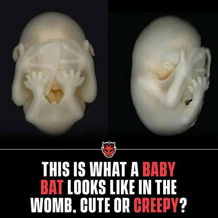 Image showing a baby bat embryo inside the womb, illustrating one of the creepy facts and pictures.