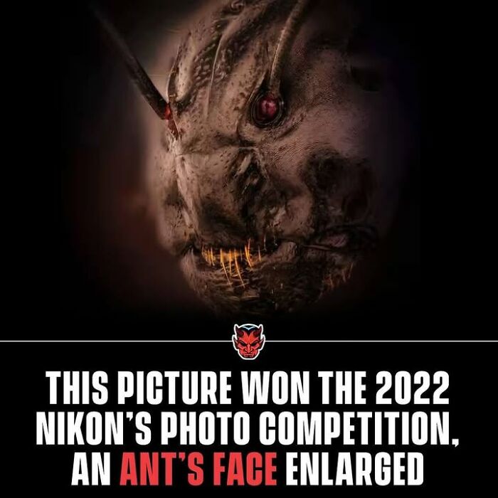 Close-up of a creepy ant’s face enlarged, highlighting unsettling details for random creepy facts imagery.