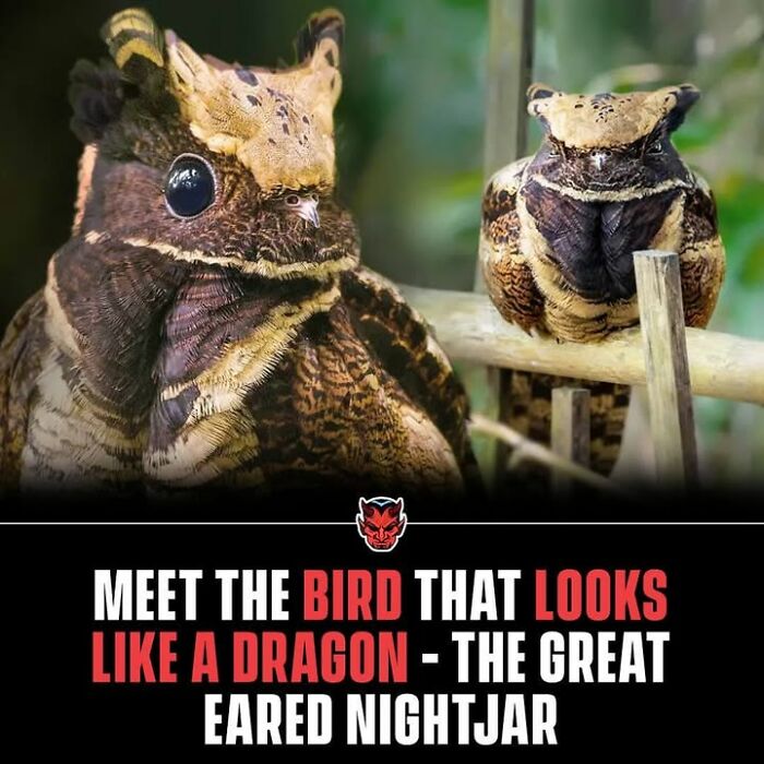 Two great eared nightjars perched on branches, a creepy bird that looks like a dragon in a natural setting.