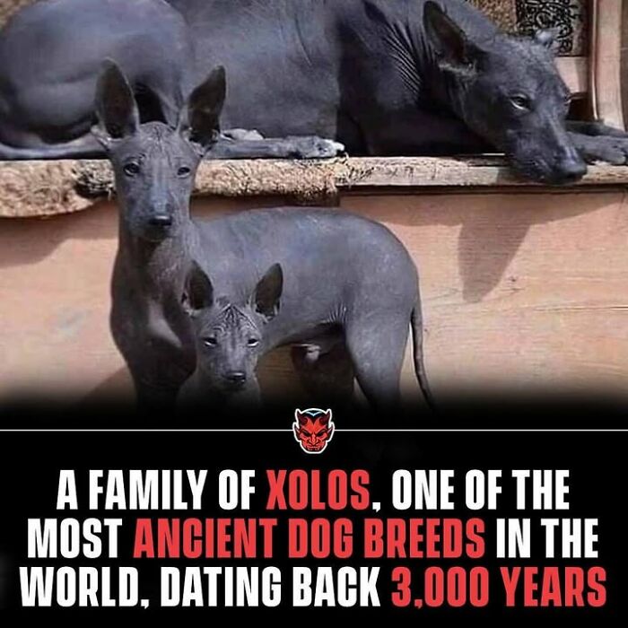 Family of Xolos dogs, an ancient dog breed over 3,000 years old, featured in random creepy facts and pictures.