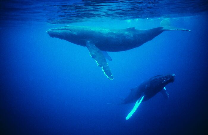 Two blue whales swimming underwater, highlighting the decrease in blue whale singing and scientists' concerns.