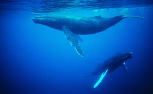 The Blue Whale’s Song Is Growing Quieter, And The Explanation Is More Complicated Than Expected