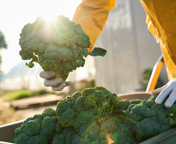 Person wearing yellow jacket holding broccoli outdoors as authorities investigate toxic broccoli sandwich case.