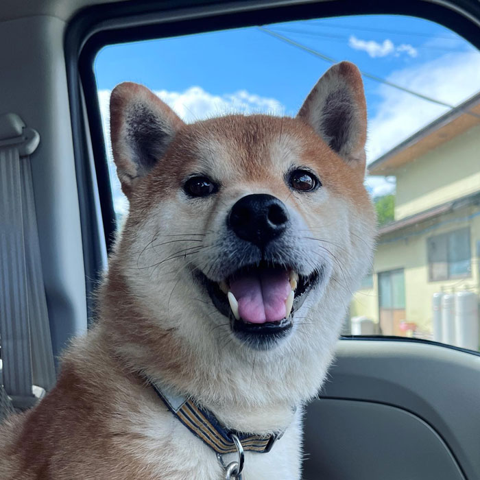 Happy dog sitting inside a vehicle with a collar, representing a story about a dog saving a man and starting a pet shelter.