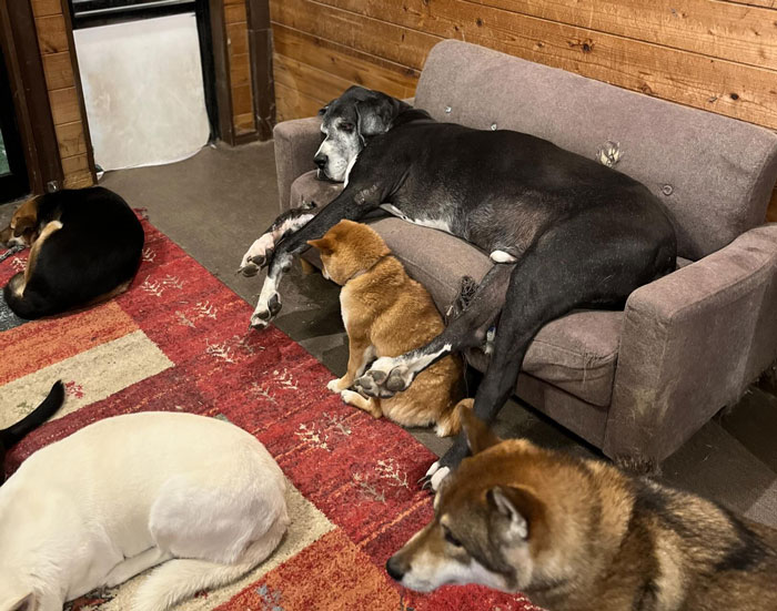 Several dogs resting together in a cozy room, illustrating a story about a dog saving a man's life and a pet shelter.