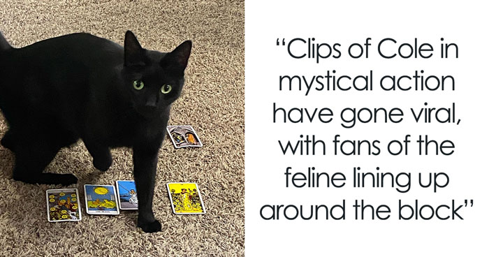 Woman Adopts Cat Who Was Returned Twice, Goes Viral After Learning His Incredible Hidden Talent