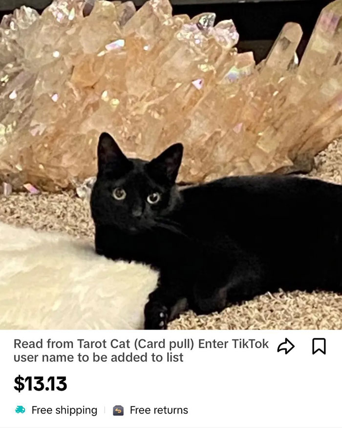 Black rescue cat lying near large crystals, showcasing mystical talents and attracting attention from cat moms. Black rescue cat lying near large crystals, showcasing mystical talents and attracting attention from cat moms.
