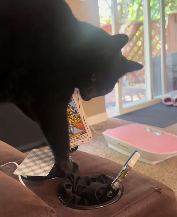 Black rescue cat holding a tarot card with mystical talents, captured in a cozy home setting by its cat mom. Black rescue cat holding a tarot card with mystical talents, captured in a cozy home setting by its cat mom.