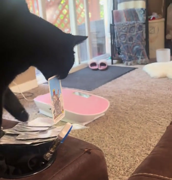 Black rescue cat picking a tarot card, showing mystical talents in a cozy living room setting. Black rescue cat picking a tarot card, showing mystical talents in a cozy living room setting.