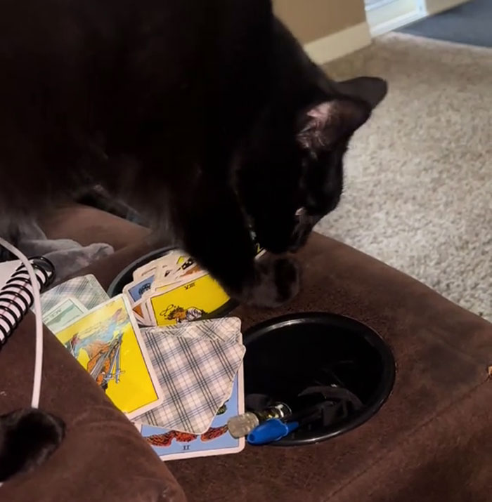 Black rescue cat pawing tarot cards on a brown couch, showing mystical talents and intriguing its cat mom. Black rescue cat pawing tarot cards on a brown couch, showing mystical talents and intriguing its cat mom.