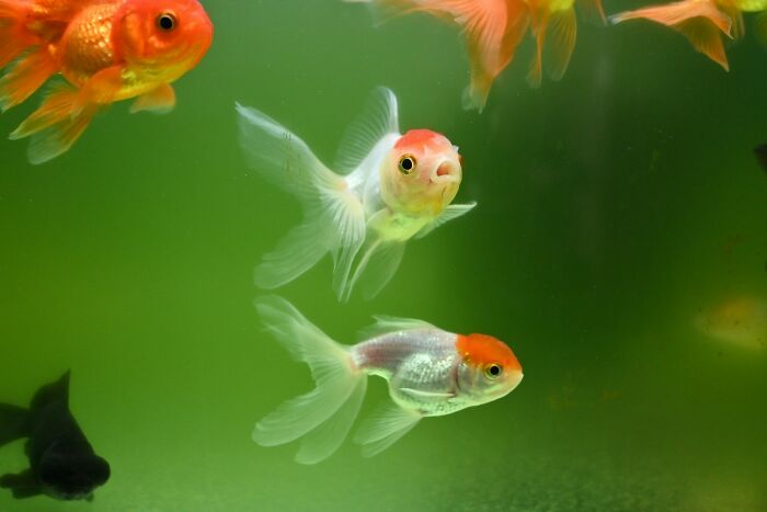 Goldfish swimming in a group underwater, illustrating odd and funny names for groups of animals concept.