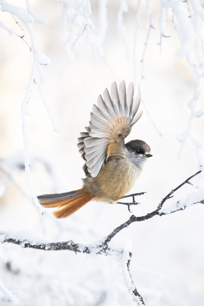 Small bird with wings spread perching on snowy branch, showcasing a beautiful northern wild encounter in nature.