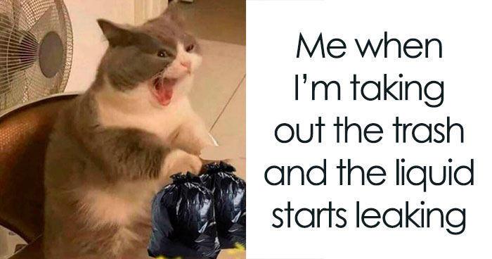 50 Adorable Animal Memes That Should Bring Some Sunshine To Your Day (New Pics)