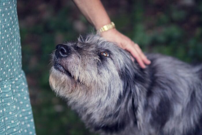 Person gently petting a scruffy dog outdoors, highlighting the challenges and realities of having a dog as a pet.