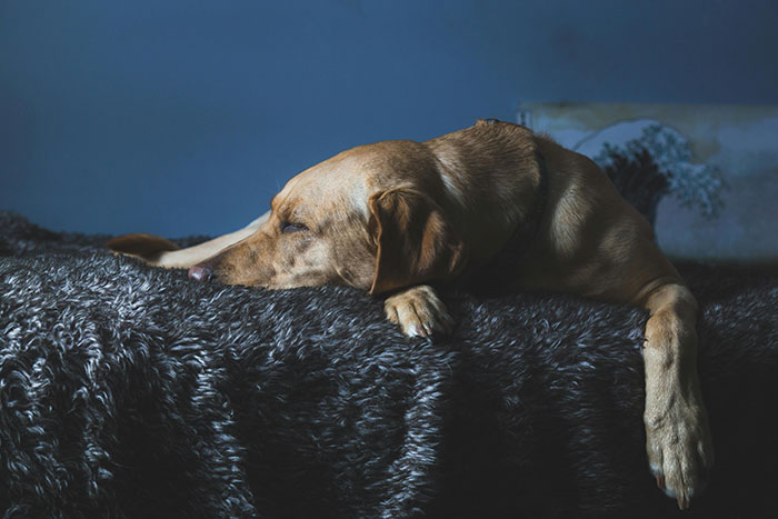 Dog resting on a dark textured blanket in dim light, symbolizing a man who hasn't slept in 2 years medical mystery.