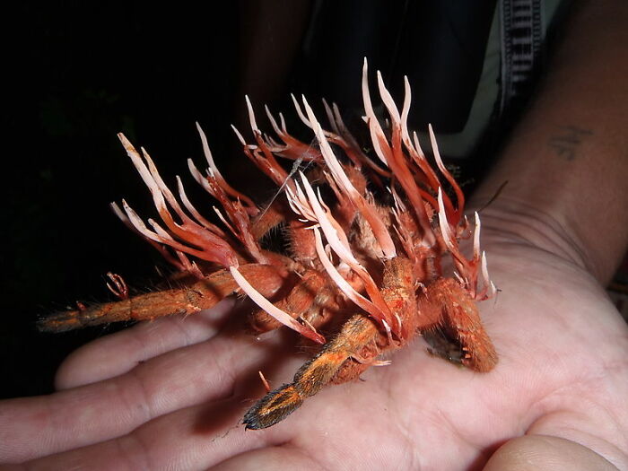 A close-up of a hand holding a hairy, orange fungus-covered insect, illustrating disturbing facts that don’t help to sleep.