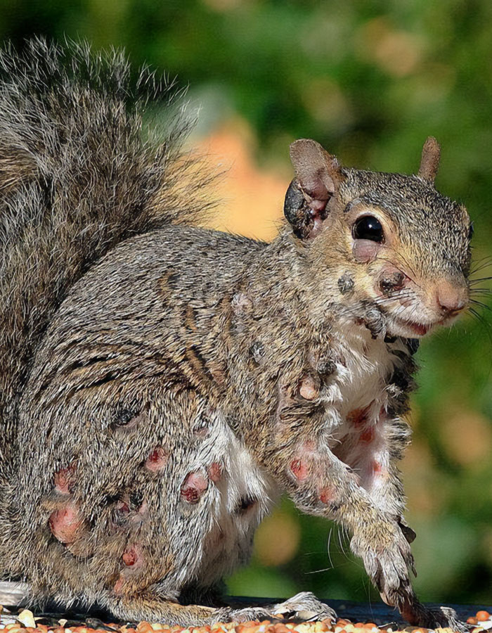 "First Rabbits, Now The Squirrels?": 'Zombie Squirrels' With Oozing Flesh Terrify US Homeowners