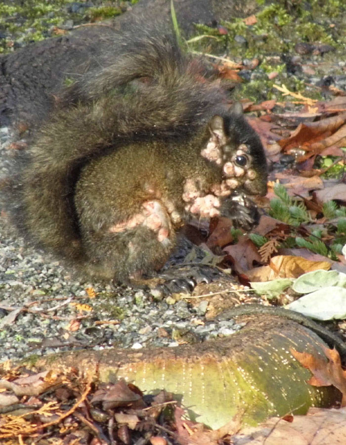 "First Rabbits, Now The Squirrels?": 'Zombie Squirrels' With Oozing Flesh Terrify US Homeowners