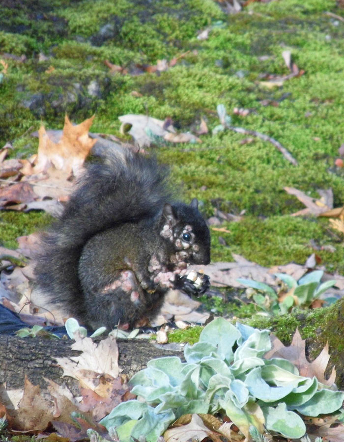 "First Rabbits, Now The Squirrels?": 'Zombie Squirrels' With Oozing Flesh Terrify US Homeowners