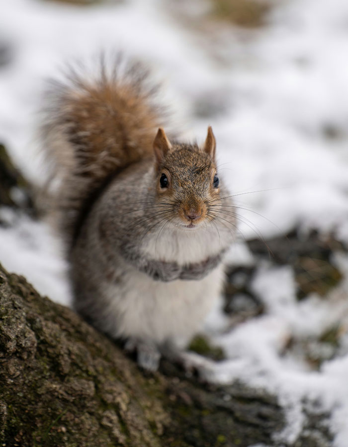 "First Rabbits, Now The Squirrels?": 'Zombie Squirrels' With Oozing Flesh Terrify US Homeowners