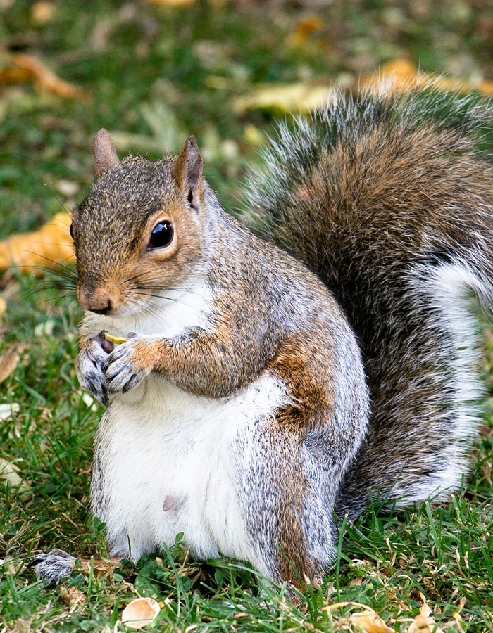 "First Rabbits, Now The Squirrels?": 'Zombie Squirrels' With Oozing Flesh Terrify US Homeowners