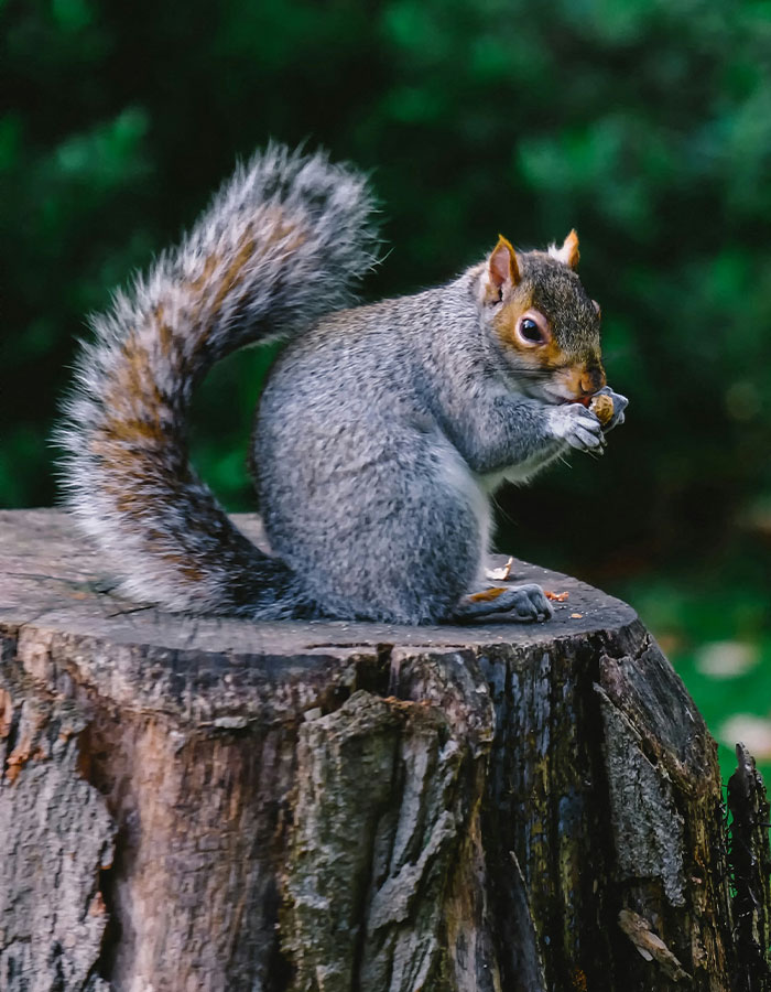 "First Rabbits, Now The Squirrels?": 'Zombie Squirrels' With Oozing Flesh Terrify US Homeowners