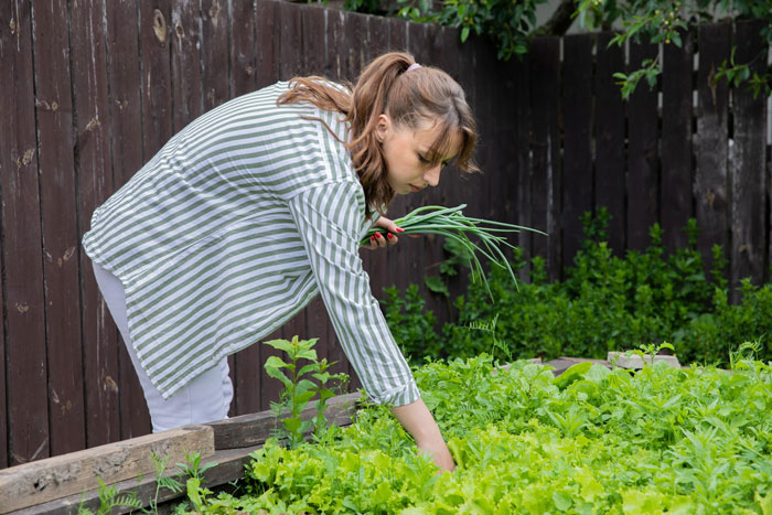 Nanny picking fresh vegetables in garden, catching neighbor stealing fruit, preparing to serve a steaming plate of revenge.