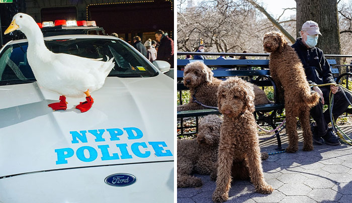 50 Hilarious And Heartwarming Animal Moments Spotted On The Streets