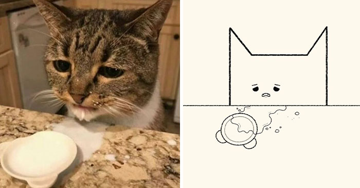 50 Times ‘Stupid Cat Drawings’ Made Everyone Laugh With How Accurate They Were