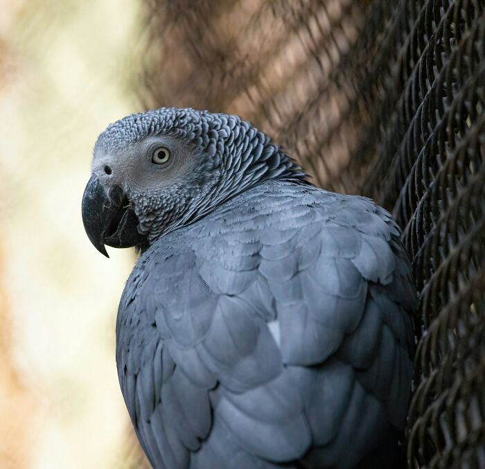 Close-up of an African grey parrot perched near a wire fence, showing detailed feathers and sharp eye in natural light. - 8