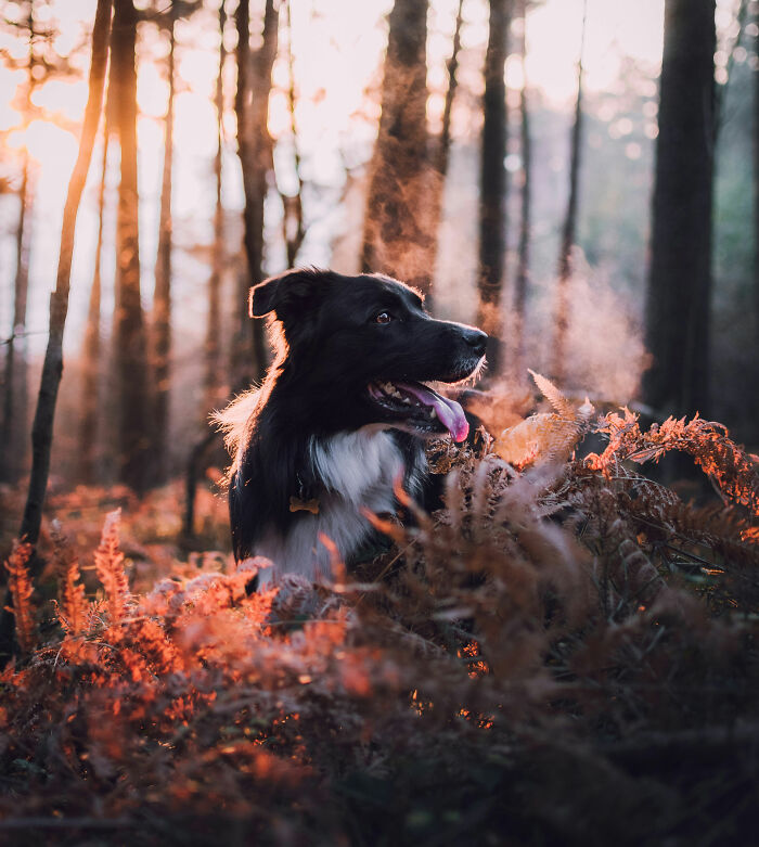 Black and white dog in a forest with sunlight filtering through trees, creating a mysterious and eerie atmosphere.