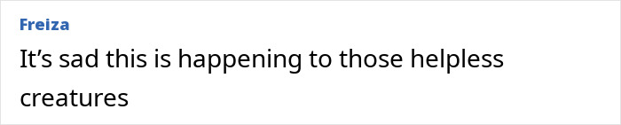 "First Rabbits, Now The Squirrels?": 'Zombie Squirrels' With Oozing Flesh Terrify US Homeowners