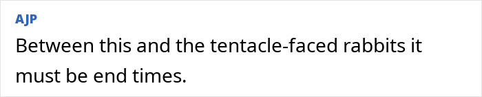 "First Rabbits, Now The Squirrels?": 'Zombie Squirrels' With Oozing Flesh Terrify US Homeowners