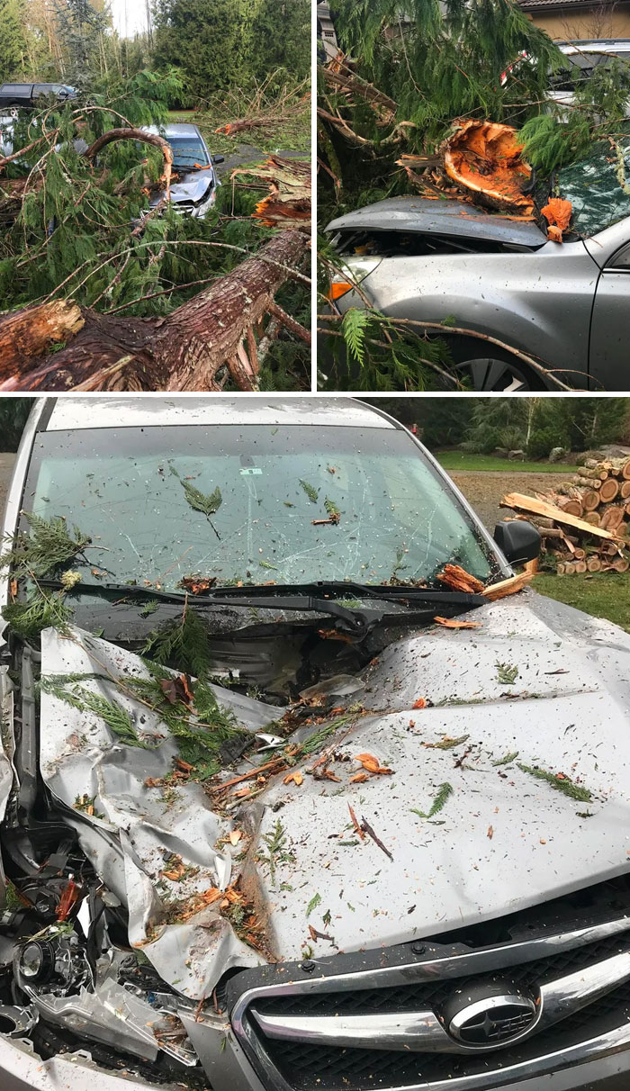 Damaged car crushed by fallen tree branches and debris showcasing wild force of mother nature destruction.