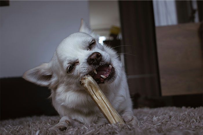 White dog chewing on a bone indoors, illustrating examples of pseudoscience and scams in pet care products.