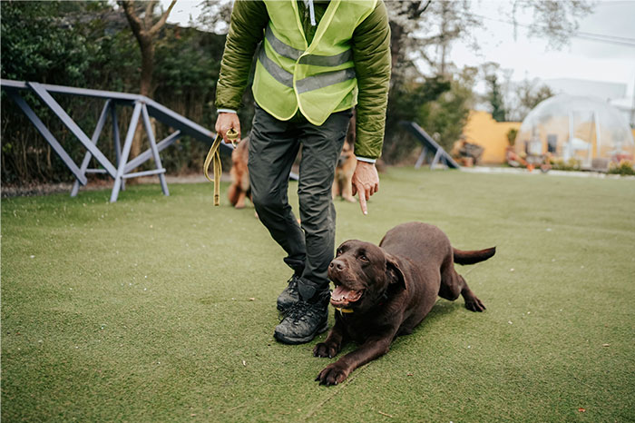 Man training a dog outdoors wearing a reflective vest demonstrating common pseudoscience and scams in pet training.