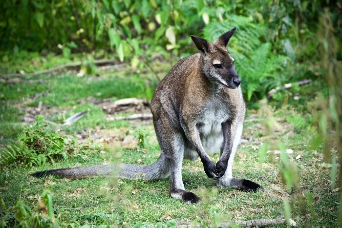 Kangaroo standing on grass in natural habitat, illustrating creepy and disturbing things police officers saw at homes.