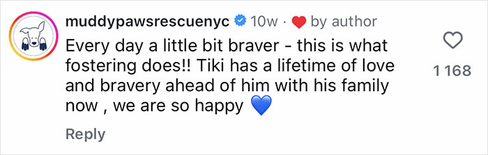 Comment from Muddy Paws Rescue NYC about Tiki the timid rescue pup becoming braver and feeling safe with his new wolfish sister.
