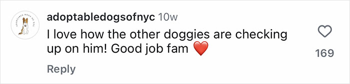 Comment from adoptabledogsofnyc praising other dogs checking on timid rescue pup Tiki as wolfish sister becomes his bestie.